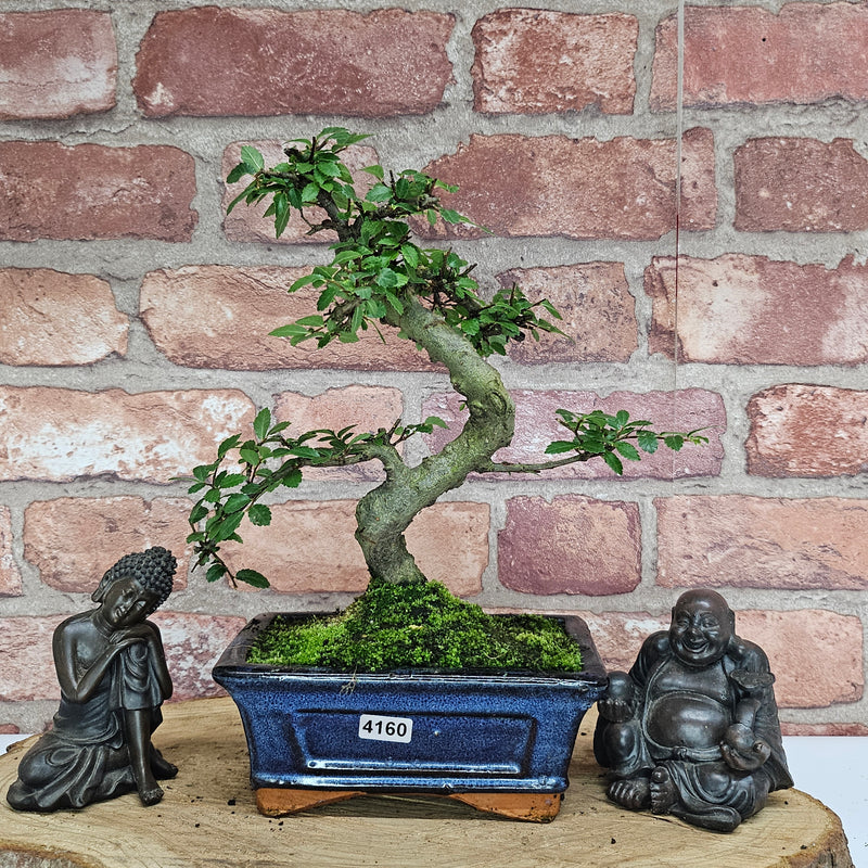 Chinese Elm (Ulmus Parvifolia) Bonsai Tree | Shaped | In 15cm Pot