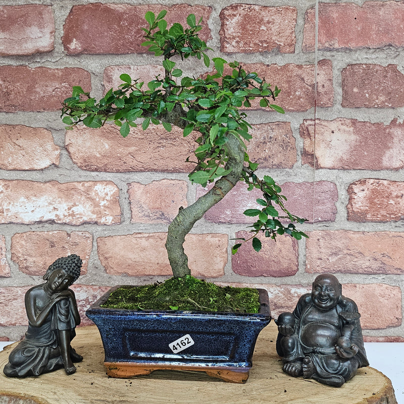 Chinese Elm (Ulmus Parvifolia) Bonsai Tree | Shaped | In 15cm Pot