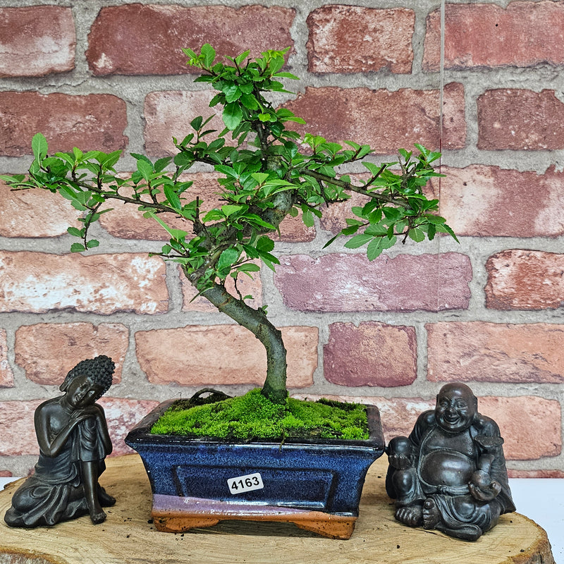 Chinese Elm (Ulmus Parvifolia) Bonsai Tree | Shaped | In 15cm Pot