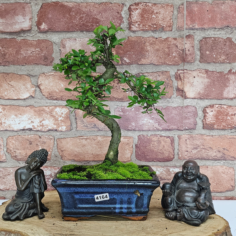 Chinese Elm (Ulmus Parvifolia) Bonsai Tree | Shaped | In 15cm Pot