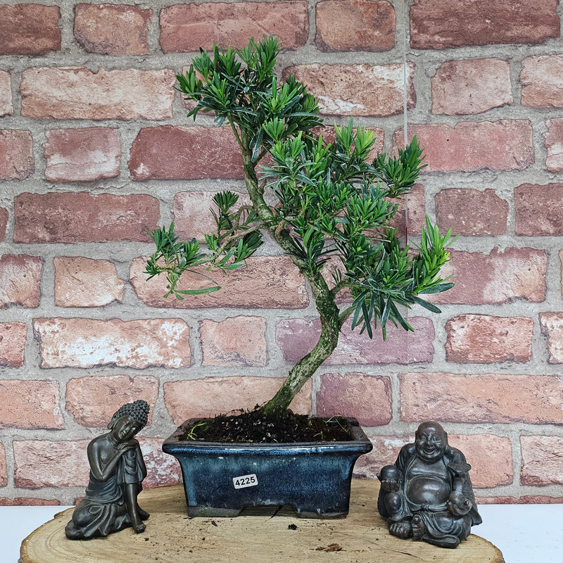 Buddhist Pine (Podocarpus Micro) Bonsai Tree | Shaped | In 20cm Pot