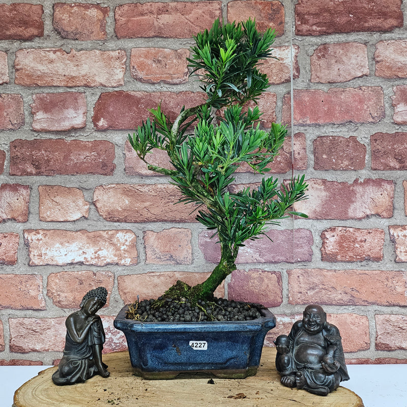 Buddhist Pine (Podocarpus Micro) Bonsai Tree | Shaped | In 20cm Pot