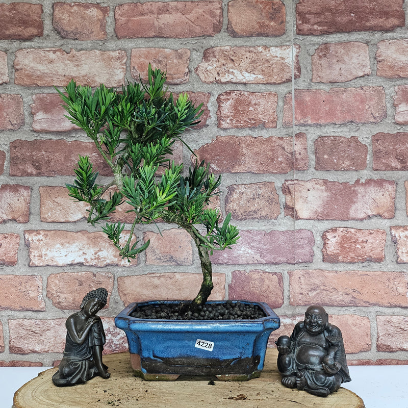 Buddhist Pine (Podocarpus Micro) Bonsai Tree | Shaped | In 20cm Pot