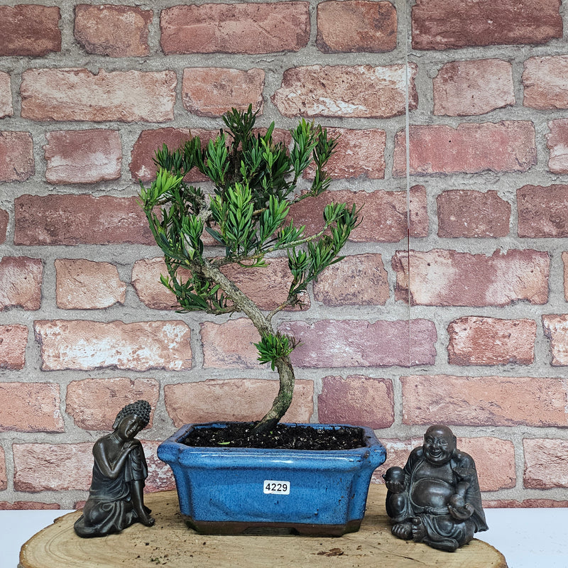 Buddhist Pine (Podocarpus Micro) Bonsai Tree | Shaped | In 20cm Pot