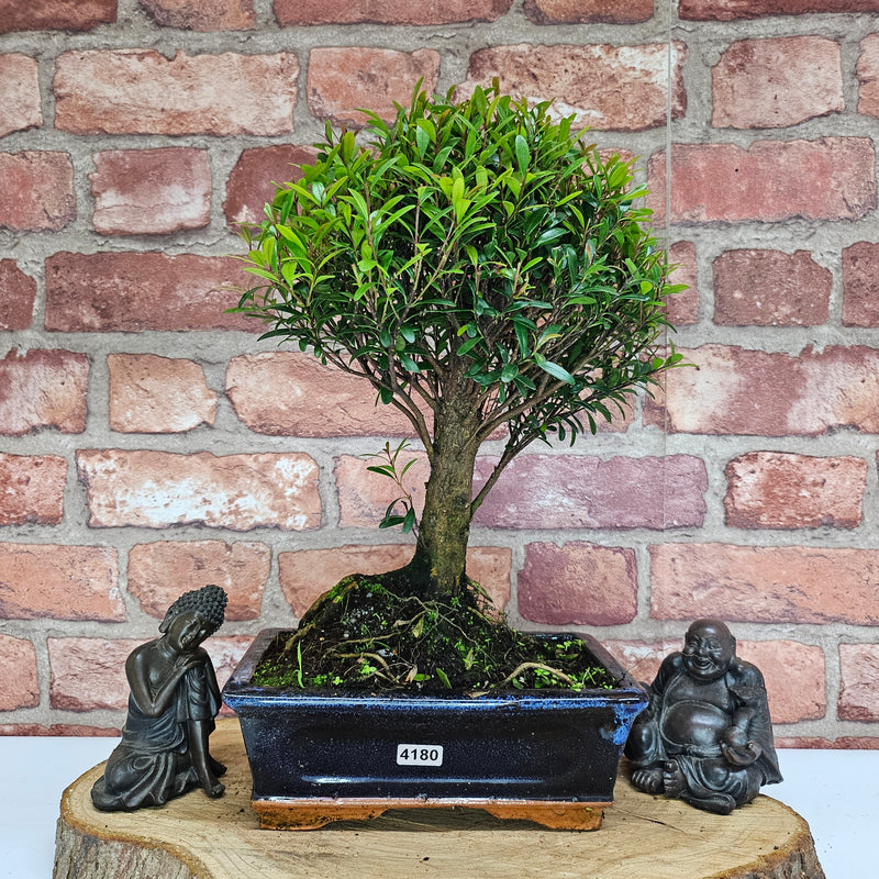 Brush Cherry (Syzygium) Bonsai Tree | Broom | In 20cm Pot