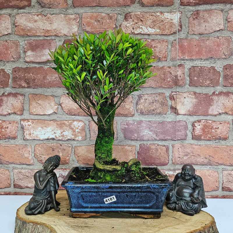 Brush Cherry (Syzygium) Bonsai Tree | Broom | In 20cm Pot