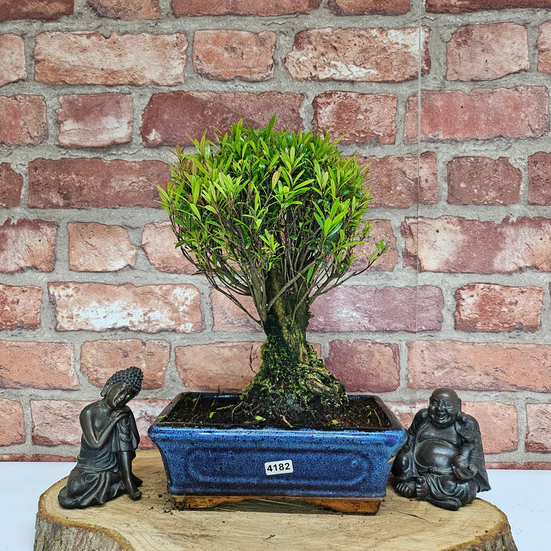 Brush Cherry (Syzygium) Bonsai Tree | Broom | In 20cm Pot