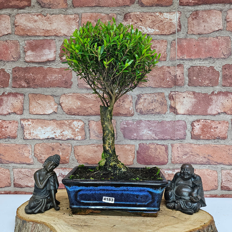 Brush Cherry (Syzygium) Bonsai Tree | Broom | In 20cm Pot