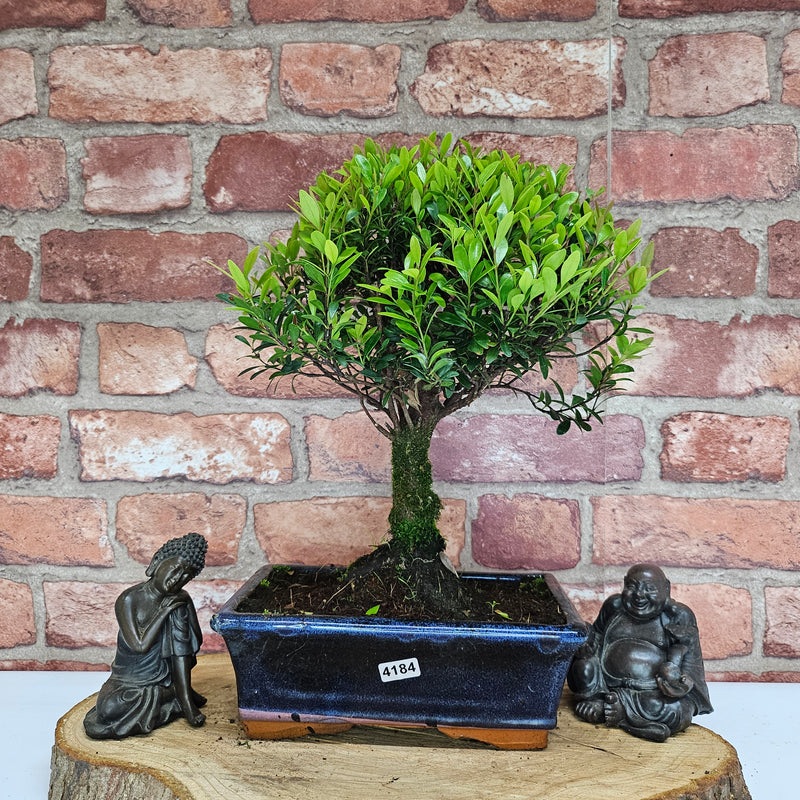 Brush Cherry (Syzygium) Bonsai Tree | Broom | In 20cm Pot