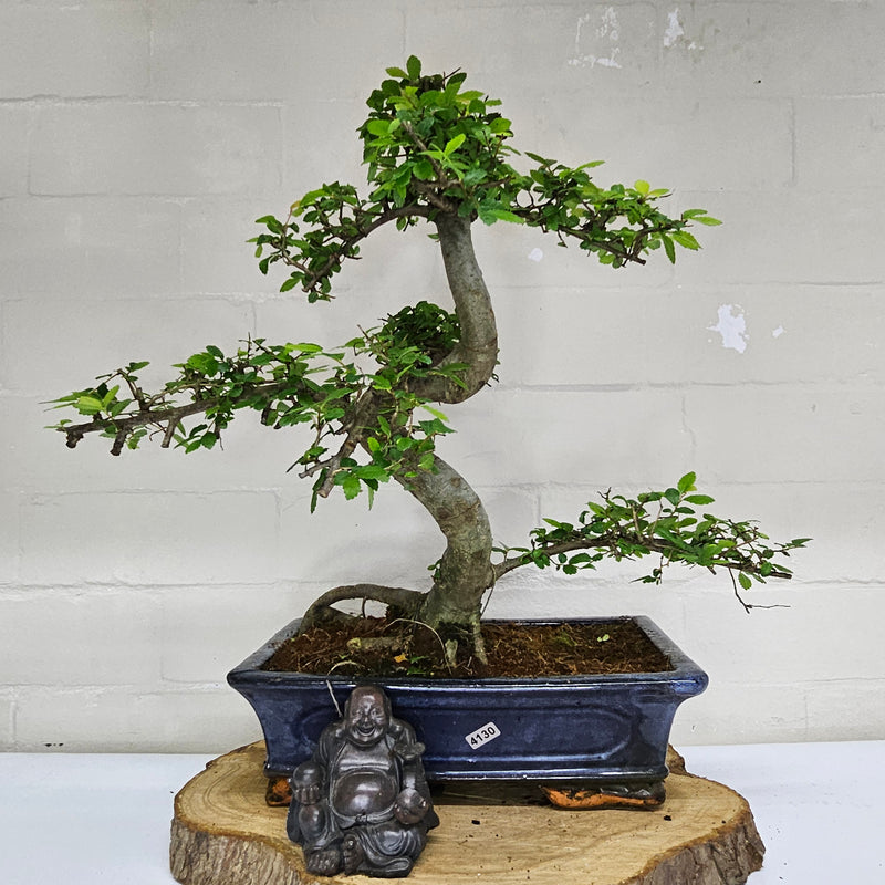 Chinese Elm (Ulmus Parvifolia) Bonsai Tree | Shaped | In 30cm Pot