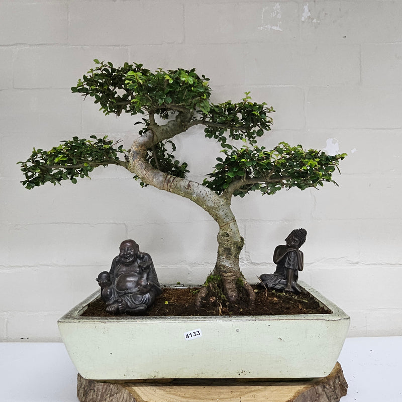 Large Chinese Elm (Ulmus Parvifolia) Bonsai Tree | Shaped | In 35cm Pot