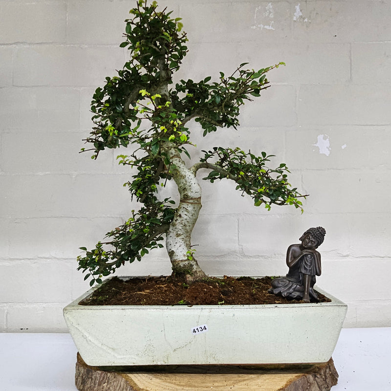 Large Chinese Elm (Ulmus Parvifolia) Bonsai Tree | Shaped | In 35cm Pot