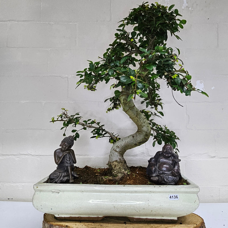 Large Chinese Elm (Ulmus Parvifolia) Bonsai Tree | Shaped | In 35cm Pot