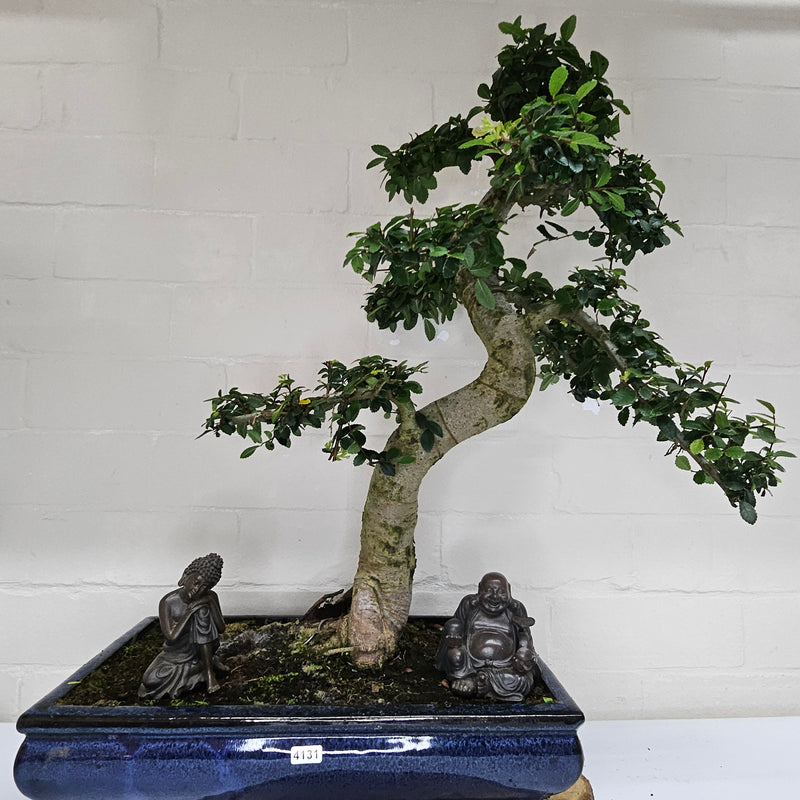 Large Chinese Elm (Ulmus Parvifolia) Bonsai Tree | Shaped | In 40cm Pot