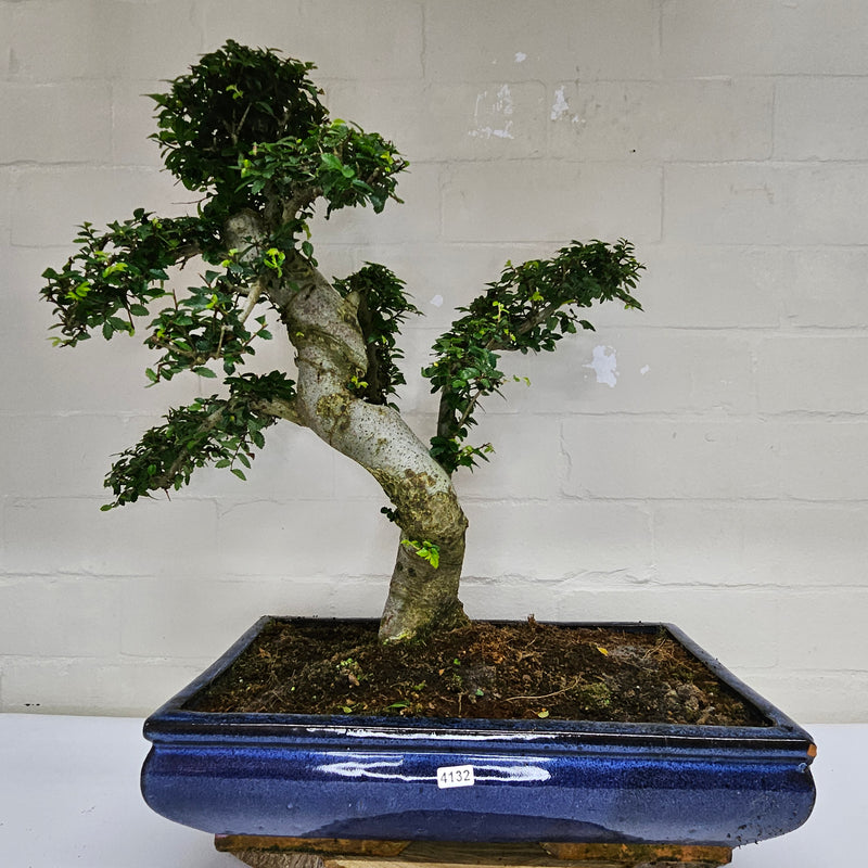 Large Chinese Elm (Ulmus Parvifolia) Bonsai Tree | Shaped | In 40cm Pot