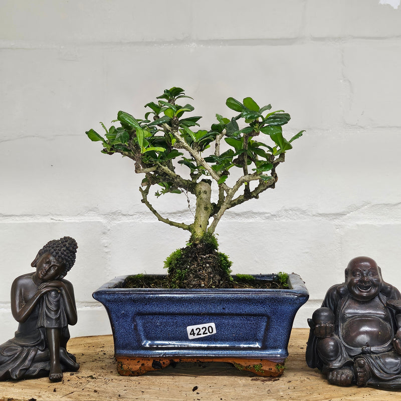 Fukien Tea Tree (Carmona Retusa) Bonsai Tree | Broom | In 15cm Pot