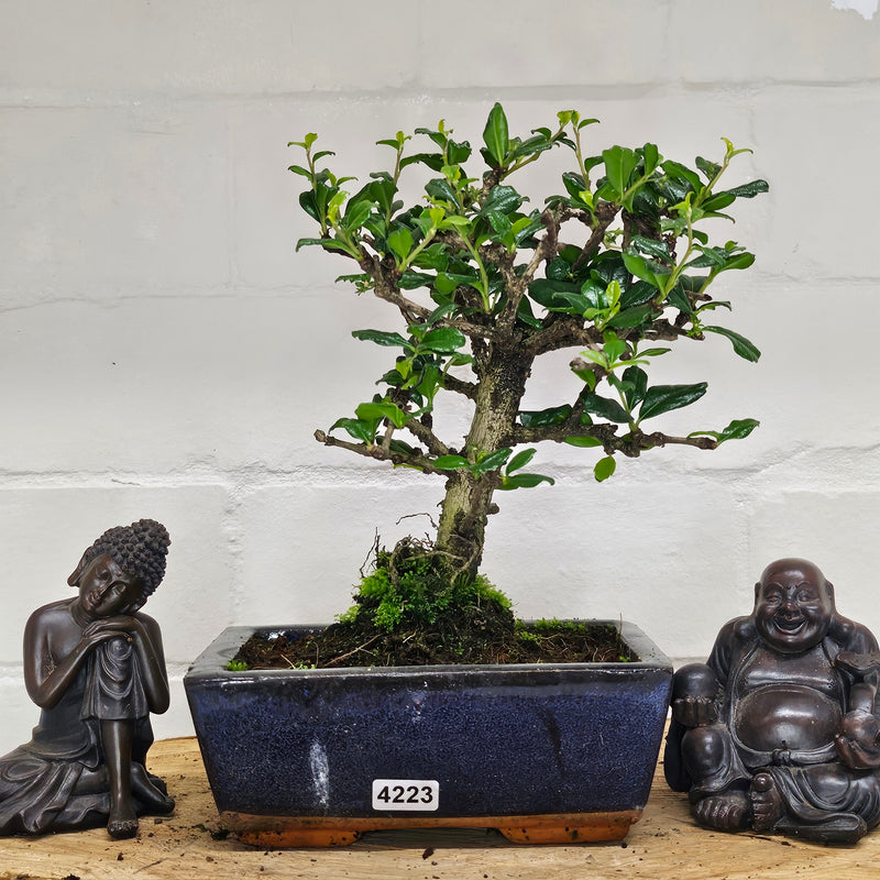 Fukien Tea Tree (Carmona Retusa) Bonsai Tree | Broom | In 15cm Pot