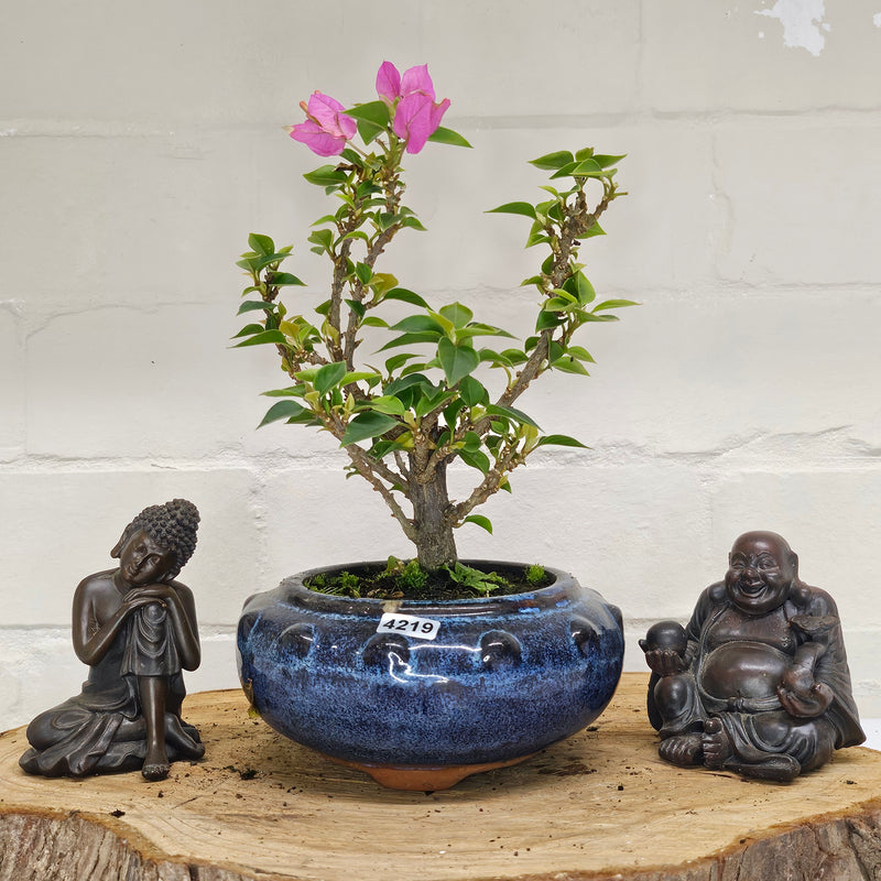 Bougainvillea Bonsai Tree | Broom | In 15cm Pot