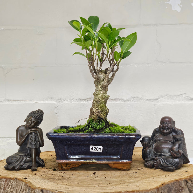 Ficus Microcarpa (Banyan Fig) Indoor Bonsai Tree | Broom | In 15cm Pot