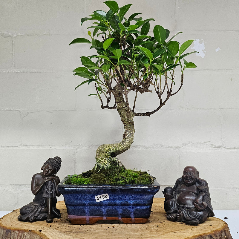 Ficus Microcarpa (Banyan Fig) Indoor Bonsai Tree | Shaped | In 15cm Pot