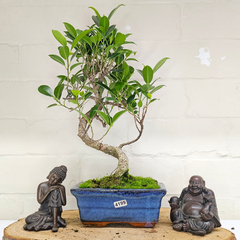 Ficus Microcarpa (Banyan Fig) Indoor Bonsai Tree | Shaped | In 15cm Pot