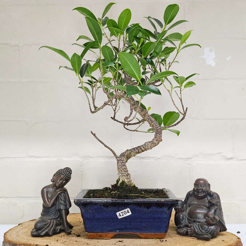 Ficus Microcarpa (Banyan Fig) Indoor Bonsai Tree | Shaped | In 15cm Pot