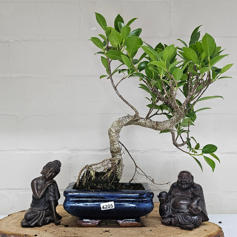 Ficus Microcarpa (Banyan Fig) Indoor Bonsai Tree | Shaped | In 15cm Pot