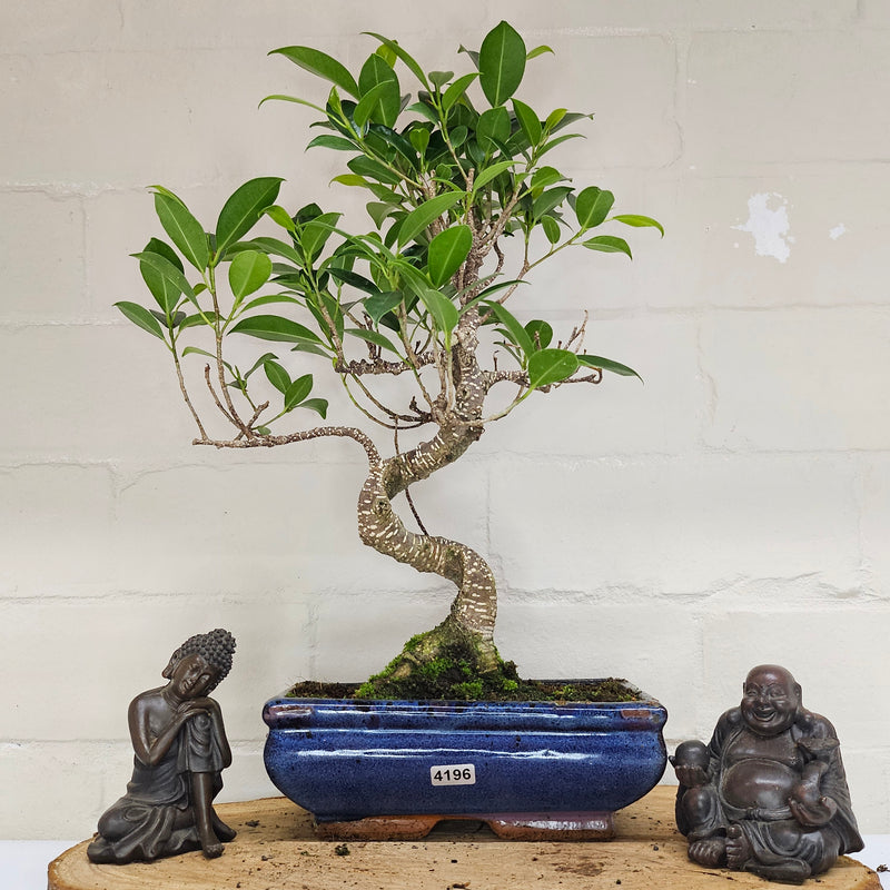 Ficus Microcarpa (Banyan Fig) Indoor Bonsai Tree | Shaped | In 20cm Pot