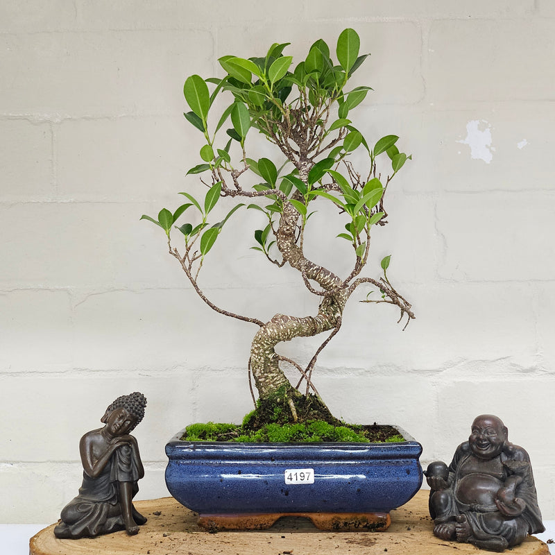 Ficus Microcarpa (Banyan Fig) Indoor Bonsai Tree | Shaped | In 20cm Pot