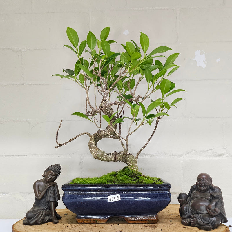 Ficus Microcarpa (Banyan Fig) Indoor Bonsai Tree | Shaped | In 20cm Pot