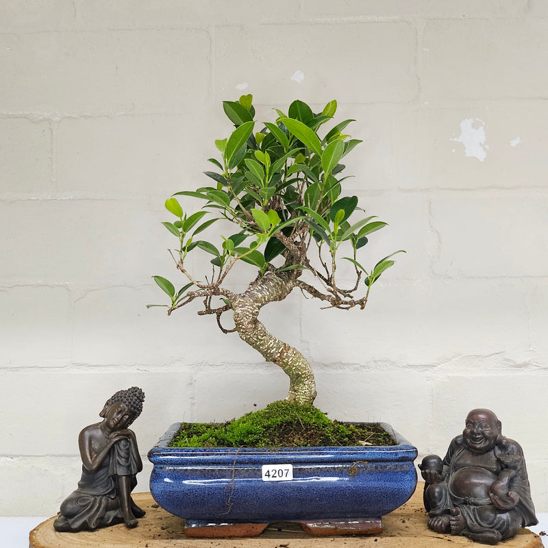 Ficus Microcarpa (Banyan Fig) Indoor Bonsai Tree | Shaped | In 20cm Pot