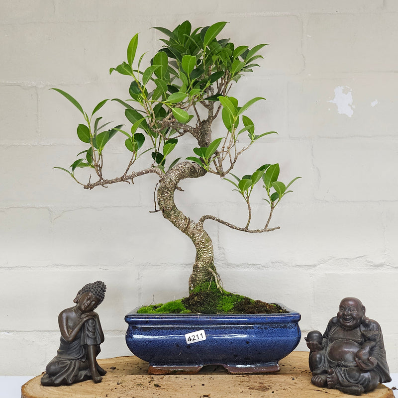 Ficus Microcarpa (Banyan Fig) Indoor Bonsai Tree | Shaped | In 20cm Pot