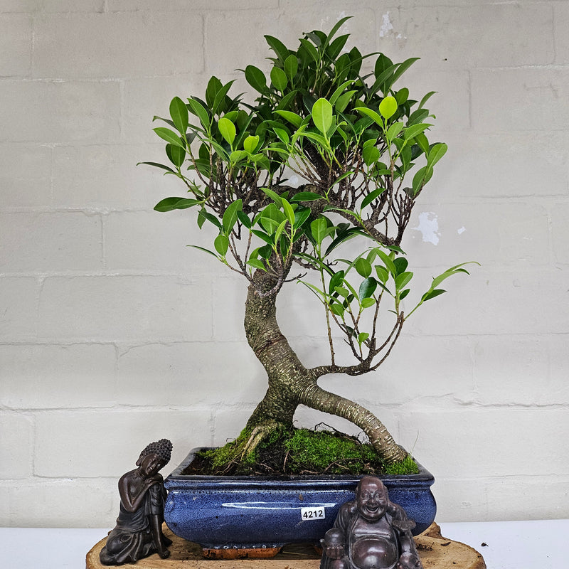 Ficus Microcarpa (Banyan Fig) Indoor Bonsai Tree | Shaped | In 25cm Pot