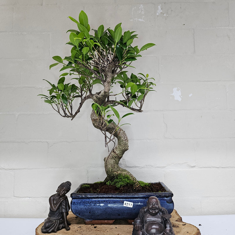 Ficus Microcarpa (Banyan Fig) Indoor Bonsai Tree | Shaped | In 25cm Pot