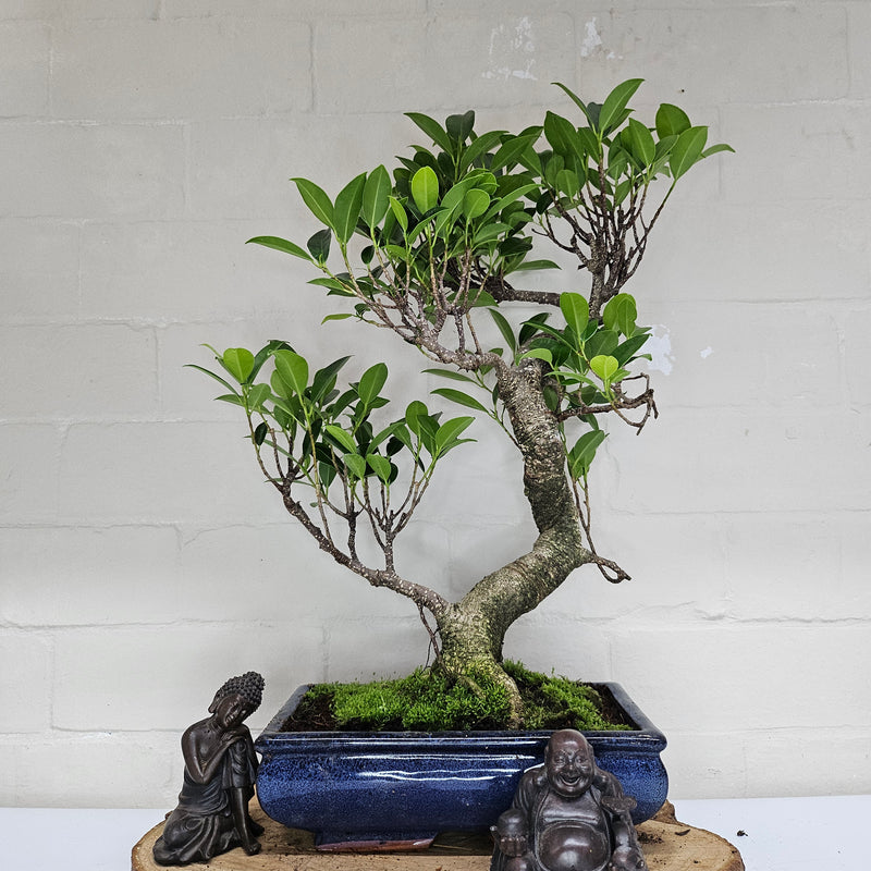 Ficus Microcarpa (Banyan Fig) Indoor Bonsai Tree | Shaped | In 25cm Pot