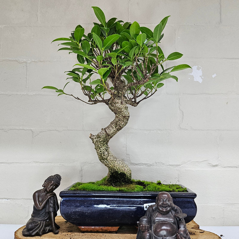 Ficus Microcarpa (Banyan Fig) Indoor Bonsai Tree | Shaped | In 25cm Pot