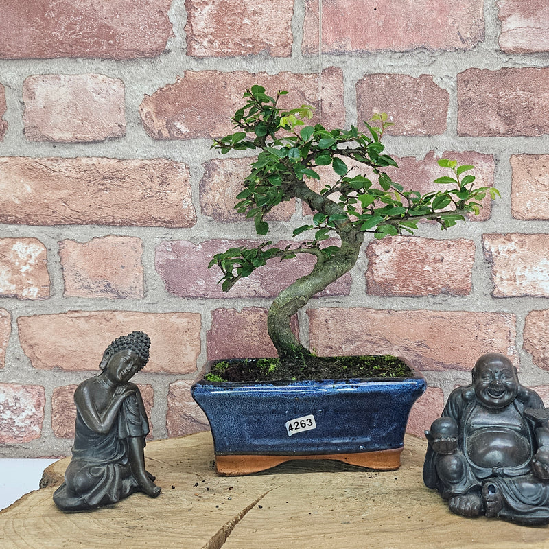 Chinese Elm (Ulmus Parvifolia) Bonsai Tree | Shaped | In 15cm Pot