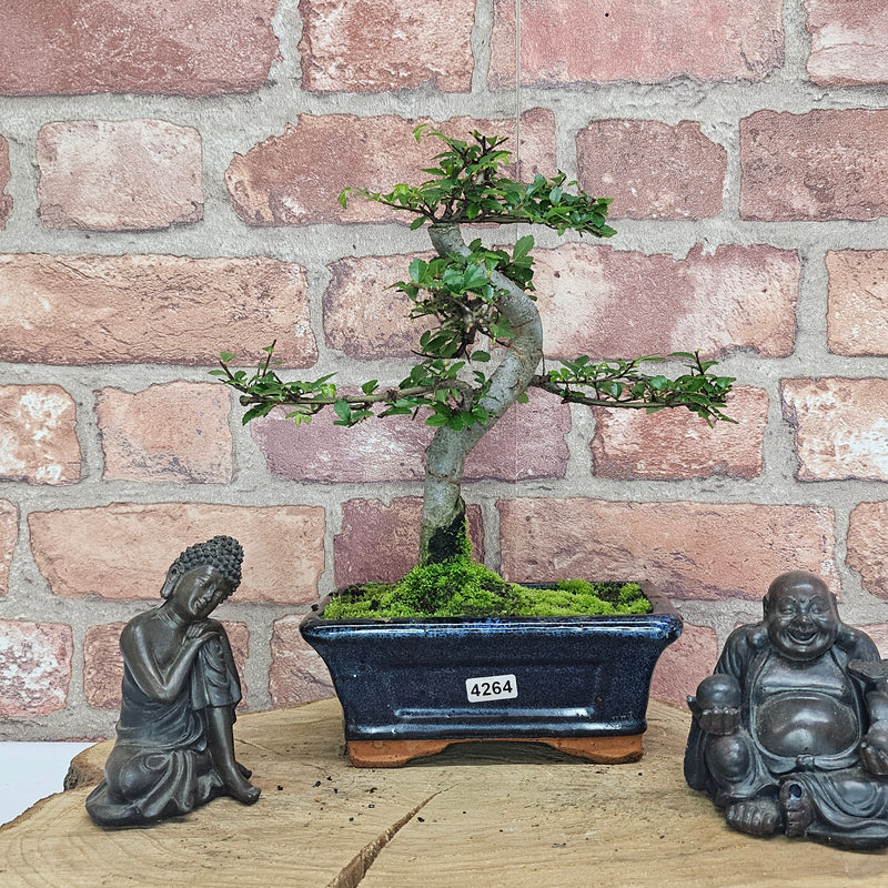 Chinese Elm (Ulmus Parvifolia) Bonsai Tree | Shaped | In 15cm Pot