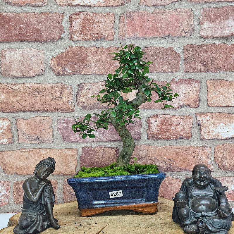 Chinese Elm (Ulmus Parvifolia) Bonsai Tree | Shaped | In 15cm Pot