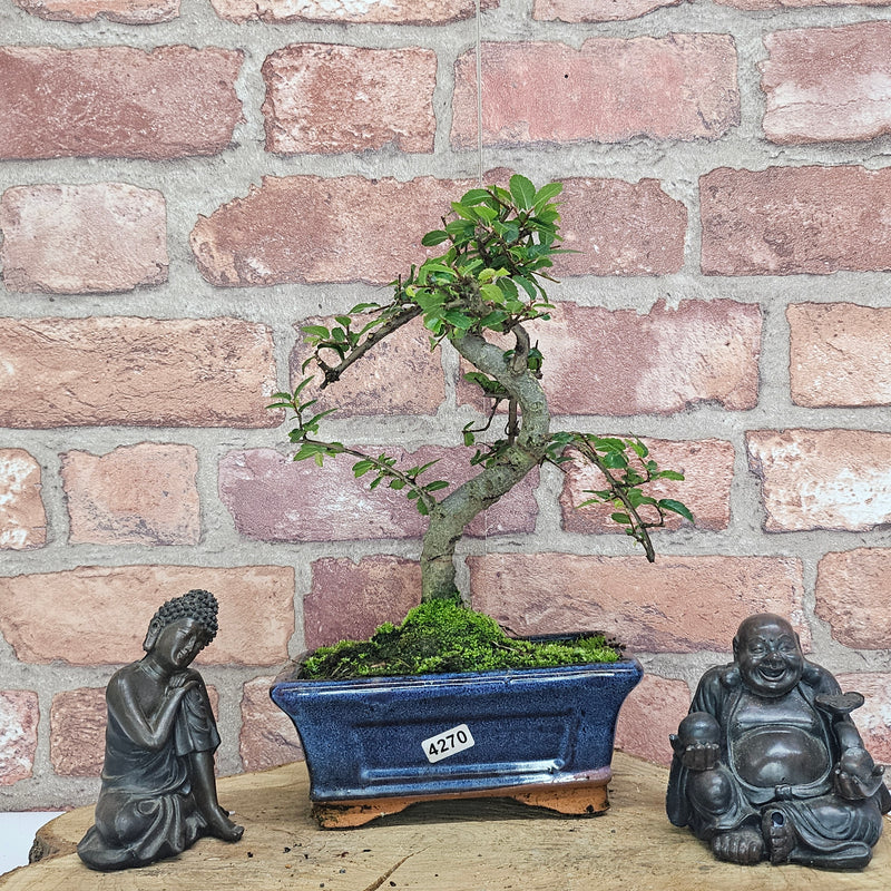 Chinese Elm (Ulmus Parvifolia) Bonsai Tree | Shaped | In 15cm Pot