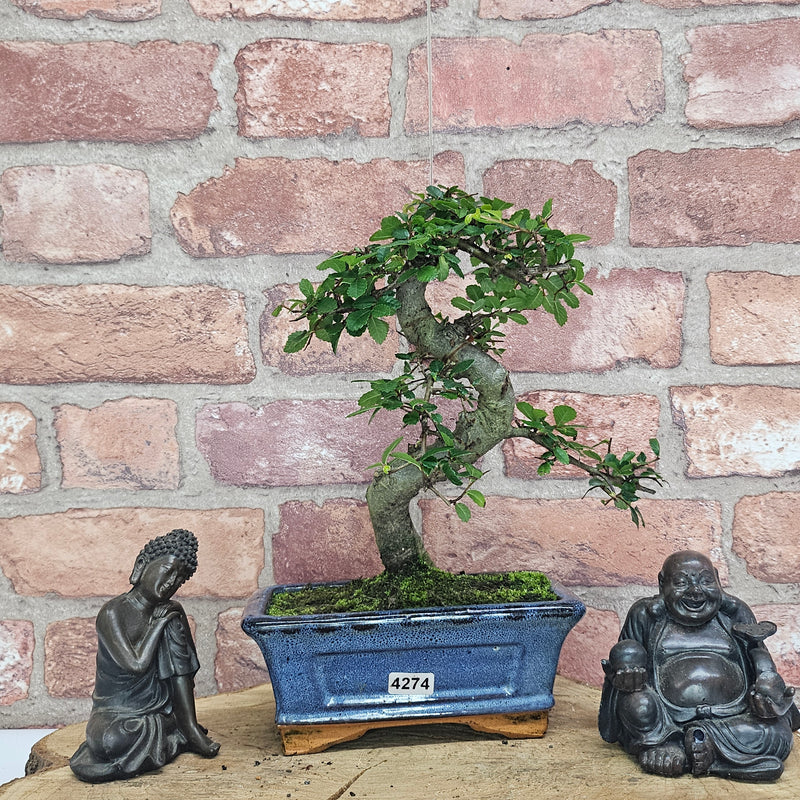 Chinese Elm (Ulmus Parvifolia) Bonsai Tree | Shaped | In 15cm Pot