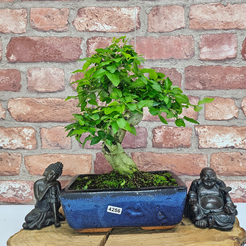 Chinese Privet (Ligustrum Sinense) Bonsai Tree | Shaped | In 20cm Pot