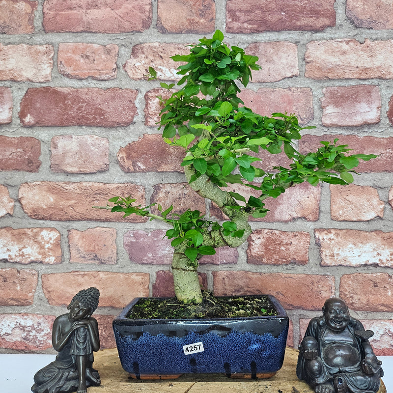 Chinese Privet (Ligustrum Sinense) Bonsai Tree | Shaped | In 20cm Pot