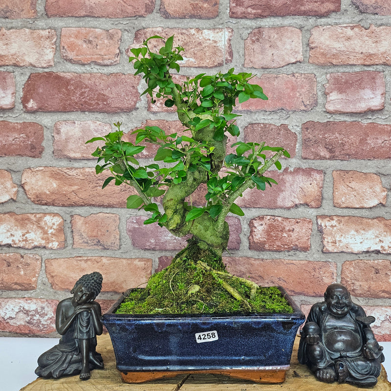 Chinese Privet (Ligustrum Sinense) Bonsai Tree | Shaped | In 20cm Pot