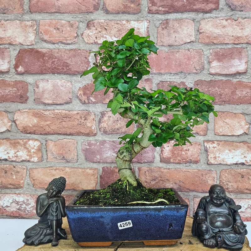 Chinese Privet (Ligustrum Sinense) Bonsai Tree | Shaped | In 20cm Pot