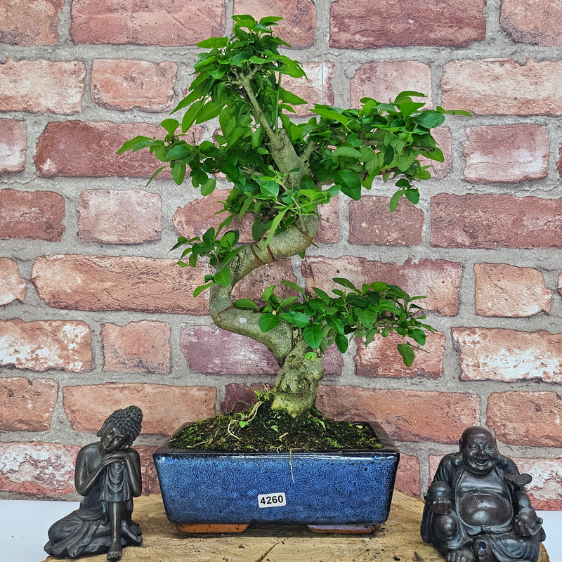 Chinese Privet (Ligustrum Sinense) Bonsai Tree | Shaped | In 20cm Pot