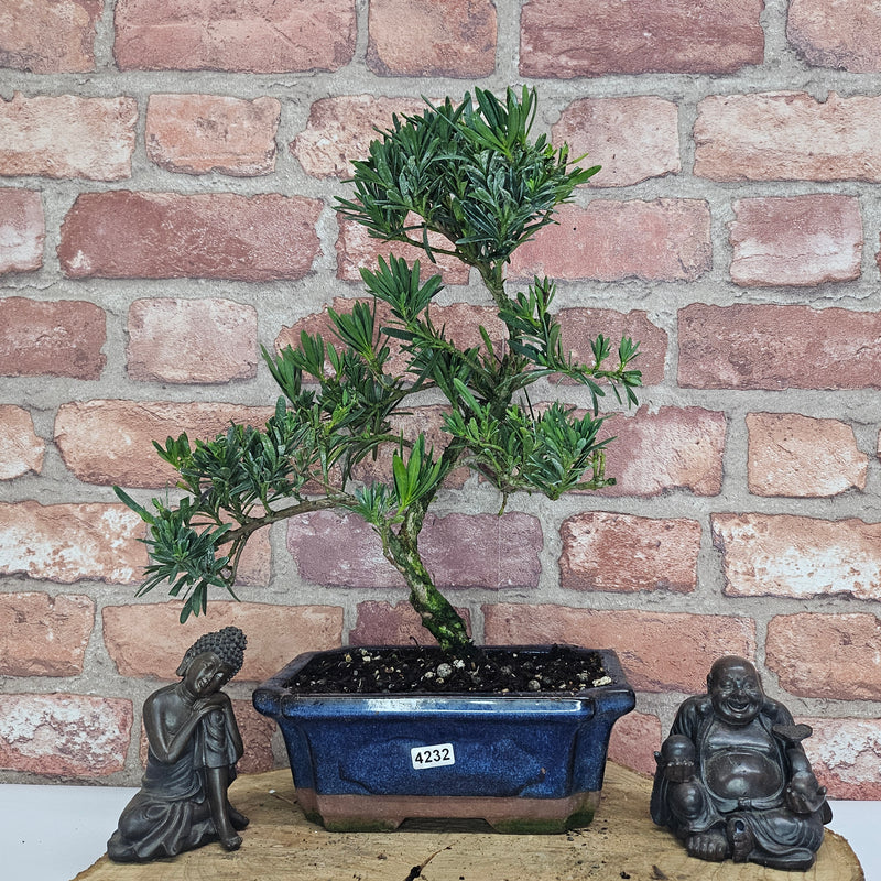 Buddhist Pine (Podocarpus Micro) Bonsai Tree | Shaped | In 20cm Pot