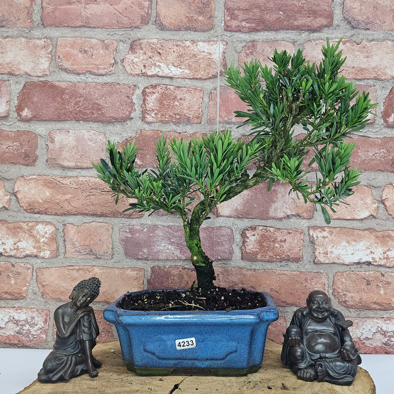 Buddhist Pine (Podocarpus Micro) Bonsai Tree | Shaped | In 20cm Pot