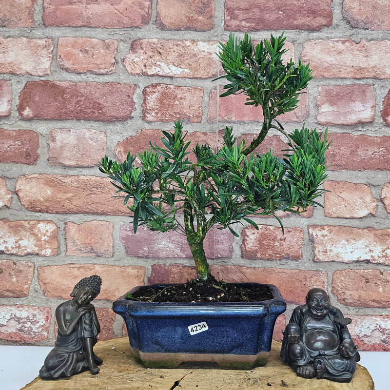 Buddhist Pine (Podocarpus Micro) Bonsai Tree | Shaped | In 20cm Pot