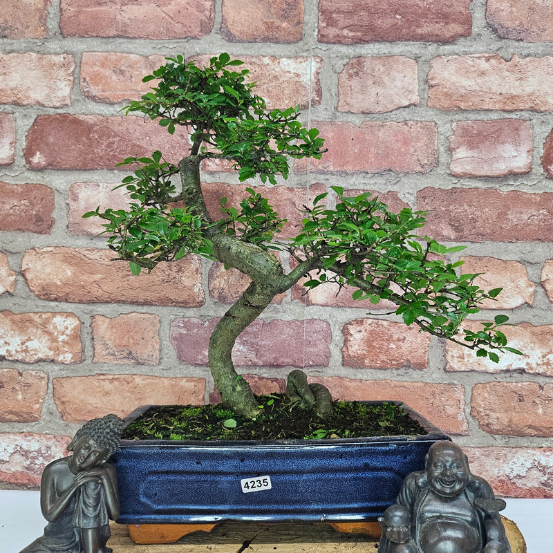 Chinese Elm (Ulmus Parvifolia) Bonsai Tree | Shaped | In 25cm Pot